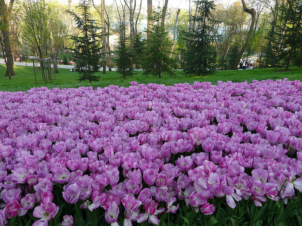 l Tulip time in Istanbul